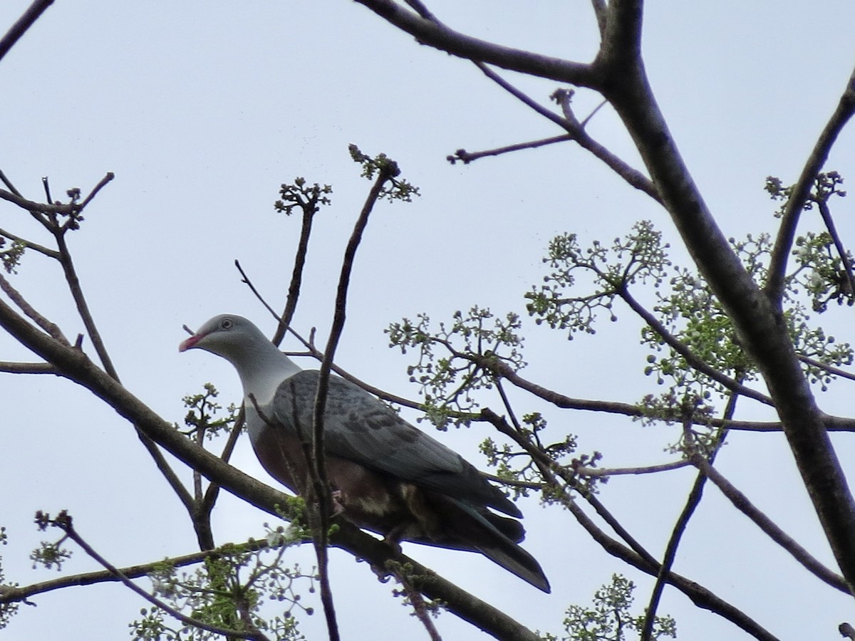 Spotted Imperial-Pigeon - ML427363441
