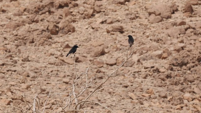 White-crowned Wheatear - ML427363561