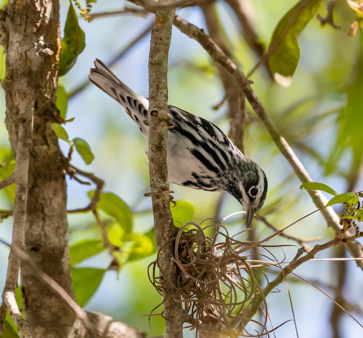 Black-and-white Warbler - Michele Louden