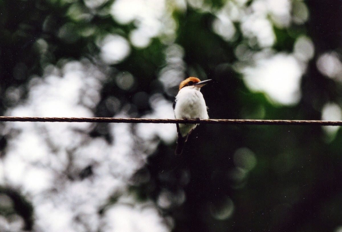 Pohnpei Kingfisher - ML427364851