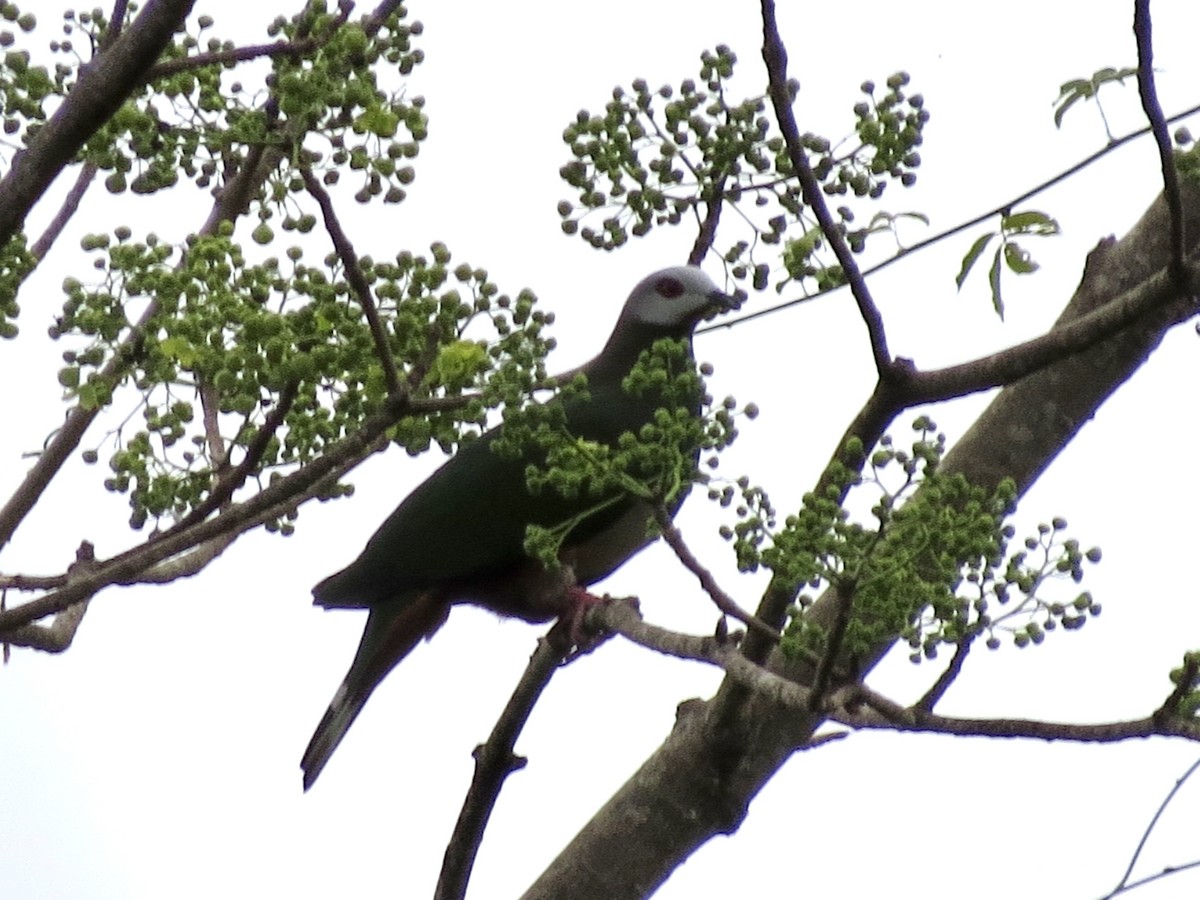 Pink-bellied Imperial-Pigeon - ML427366541