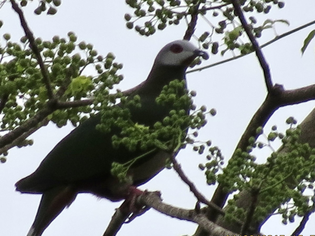 Pink-bellied Imperial-Pigeon - ML427366561