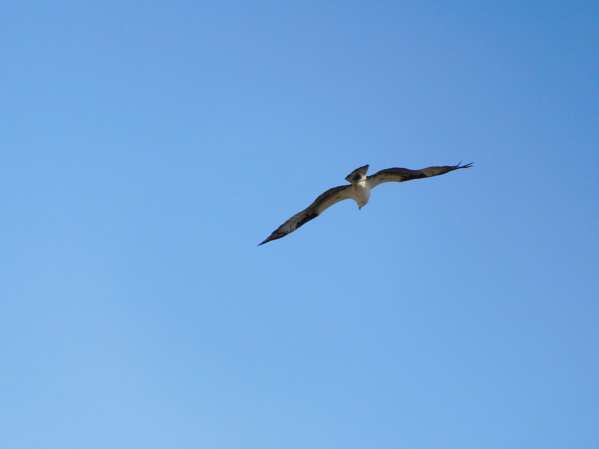 Osprey - Mark Penkower