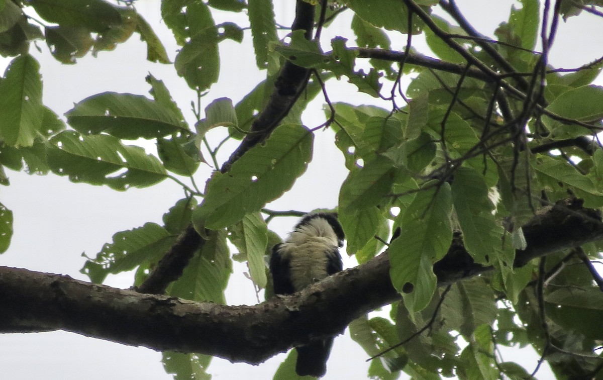 Philippine Falconet - ML427368151