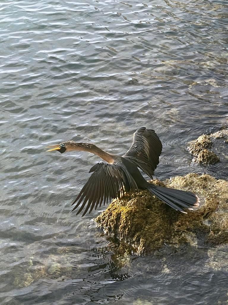 Anhinga - ML427373631