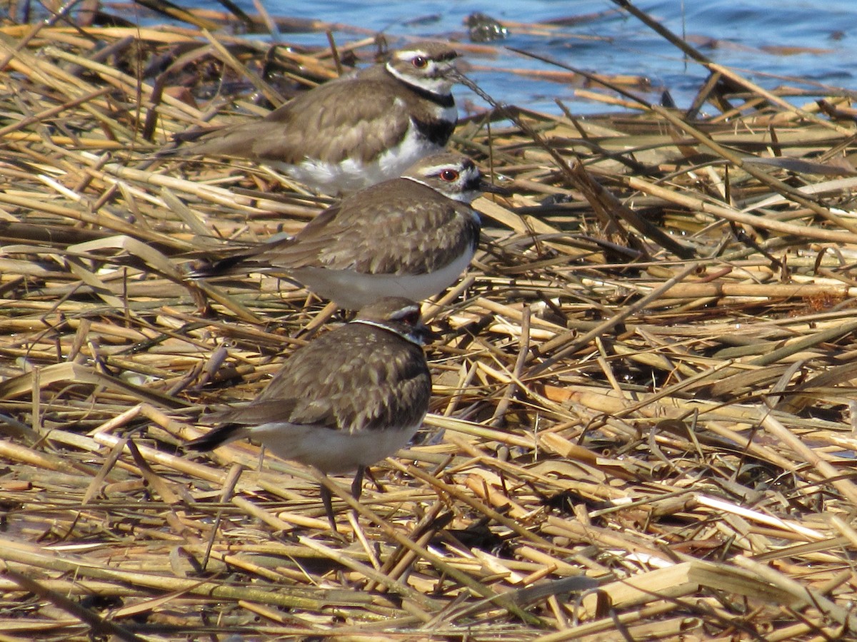 Killdeer - ML427374561