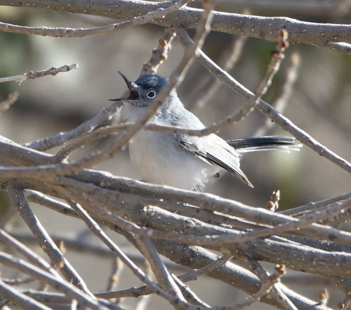 Blue-gray Gnatcatcher - ML427375551