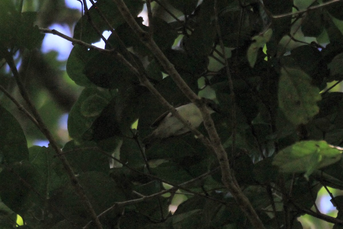 Rufescent White-eye - Charles Davies