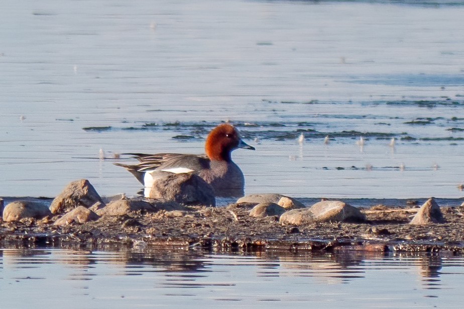 Eurasian Wigeon - ML427377421