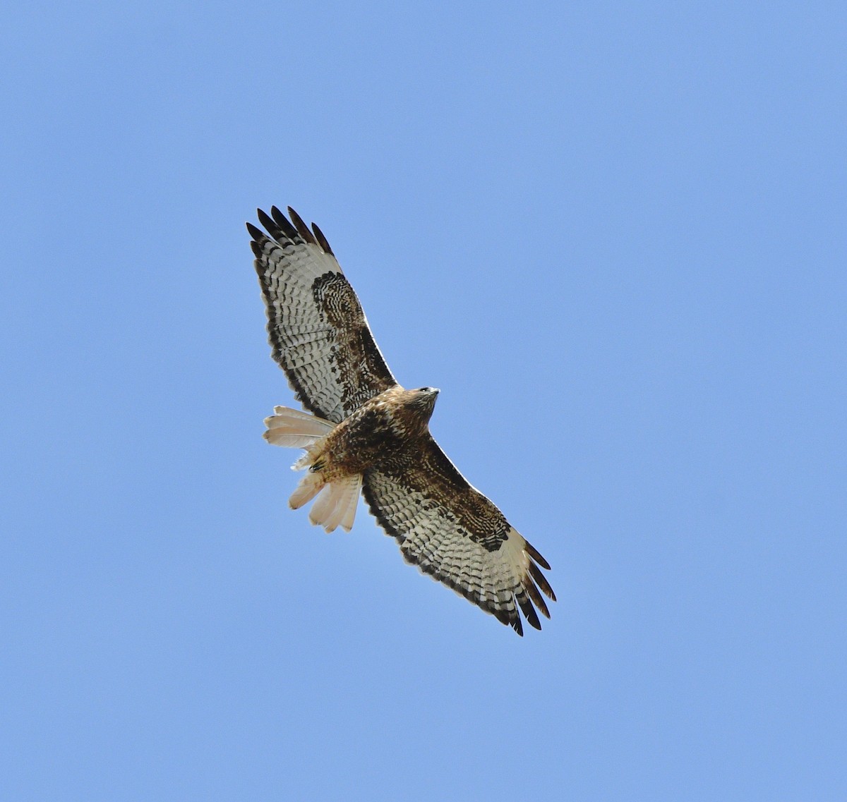 Red-tailed Hawk - Norman Eshoo