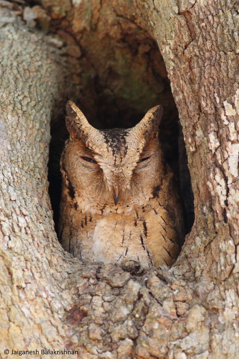Indian Scops-Owl - ML427382621