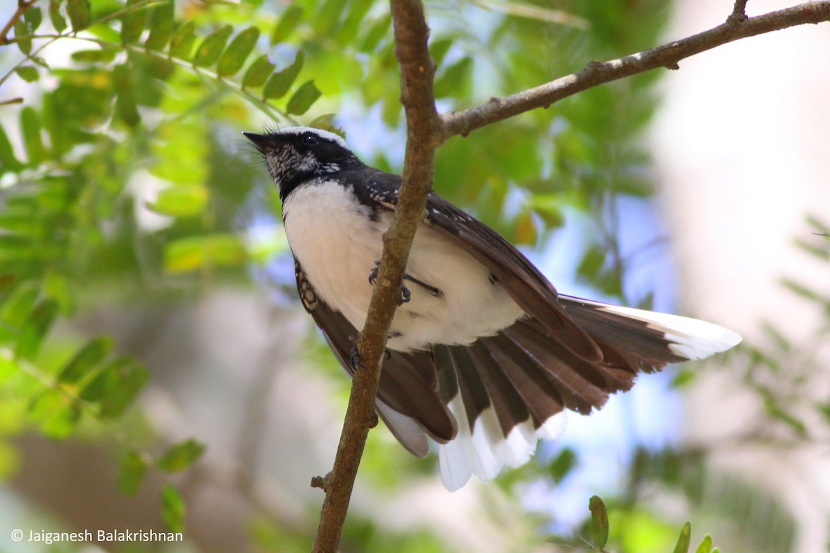 White-browed Fantail - ML427382781
