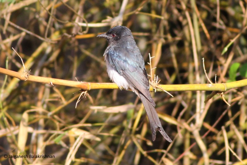 White-bellied Drongo - ML427382851