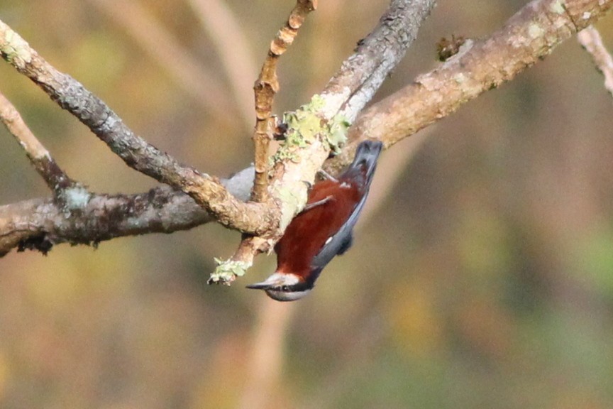 Indian Nuthatch - ML427383001