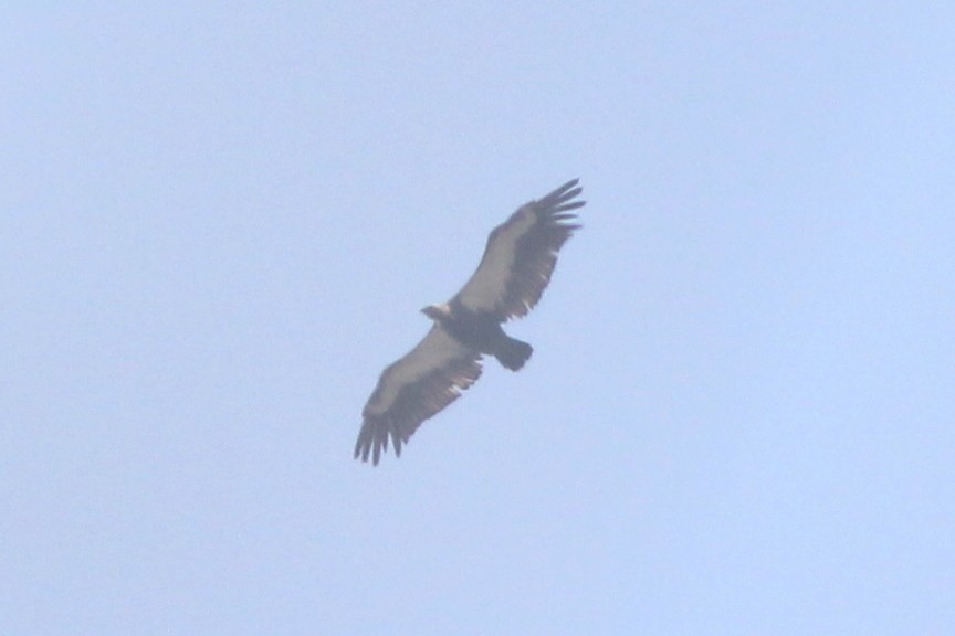 White-rumped Vulture - ML427383091