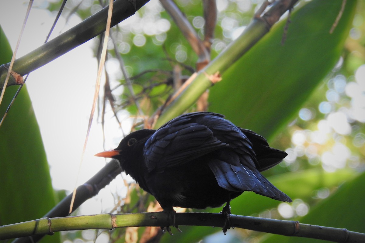 Eurasian Blackbird - ML427383651