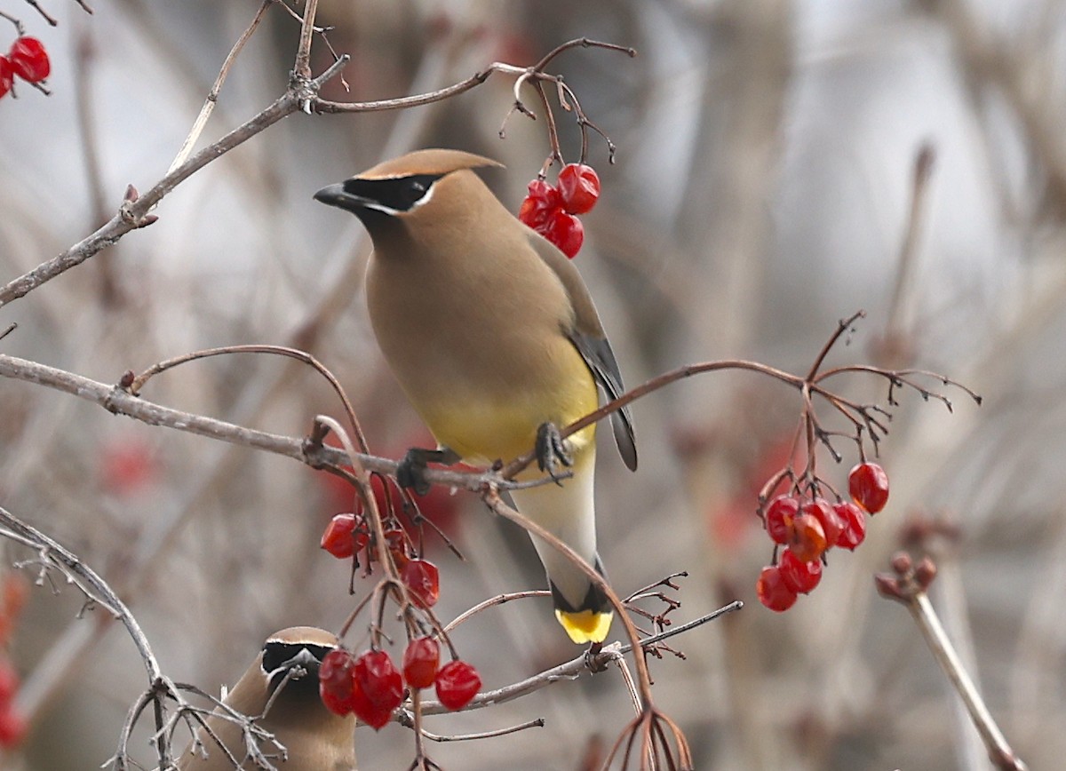 Cedar Waxwing - ML427383871