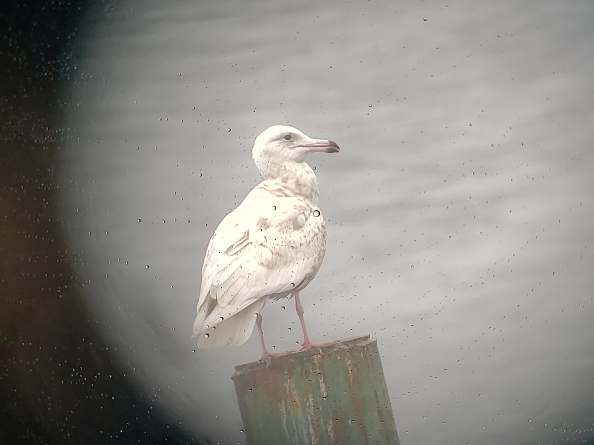 Glaucous Gull - ML427384021