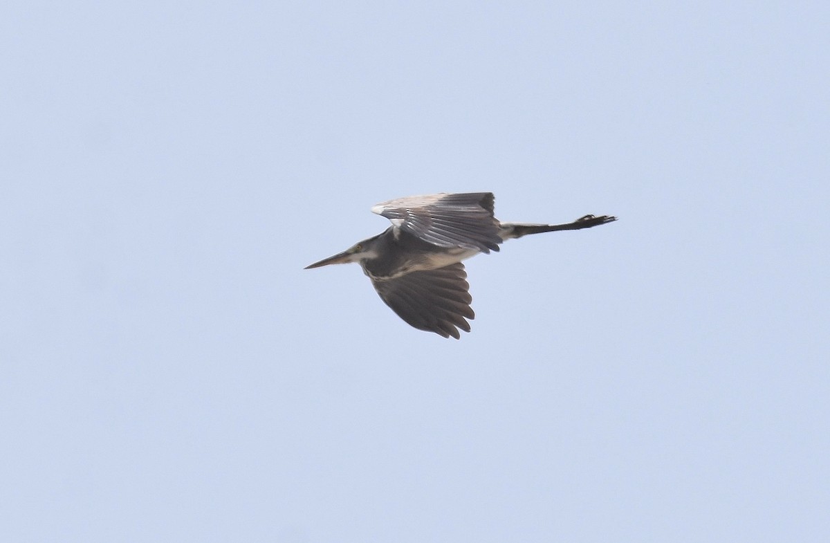 Purple Heron - ML427384251