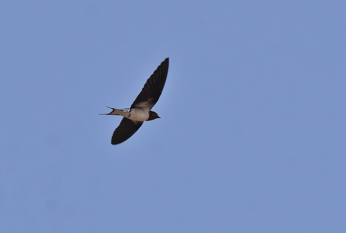 Red-chested Swallow - ML427384391