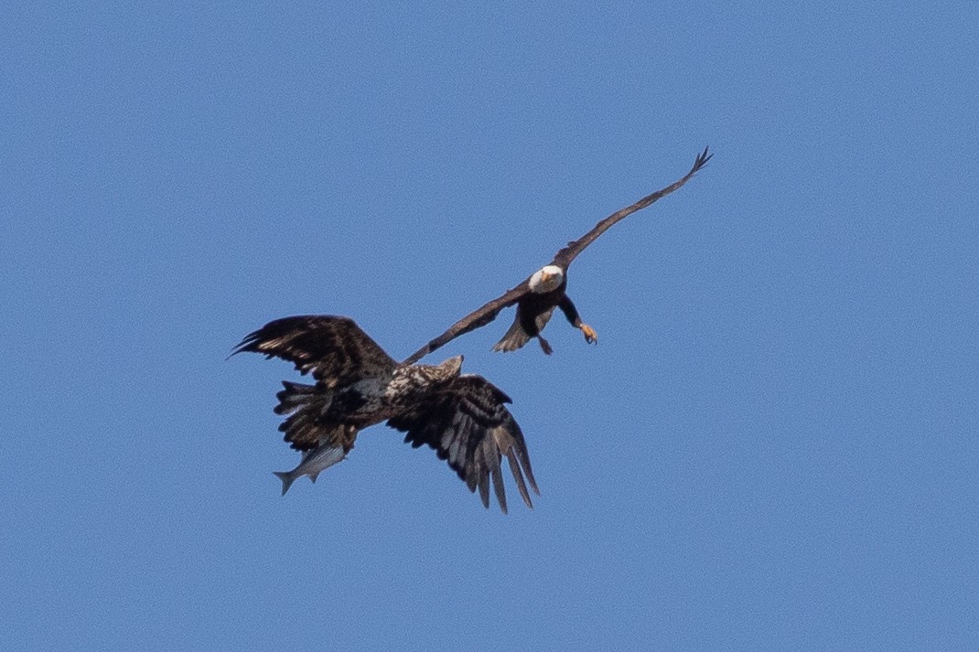 Weißkopf-Seeadler - ML427384761