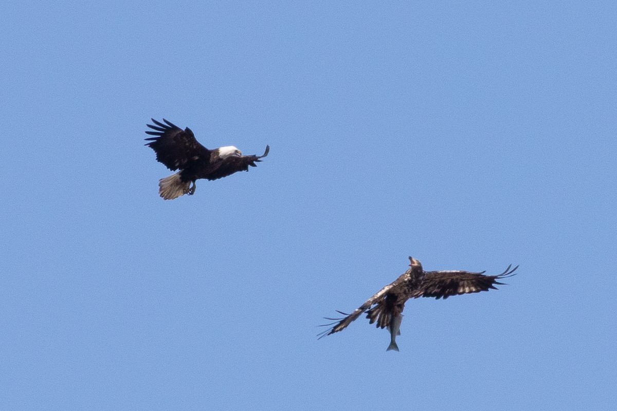 Weißkopf-Seeadler - ML427384771