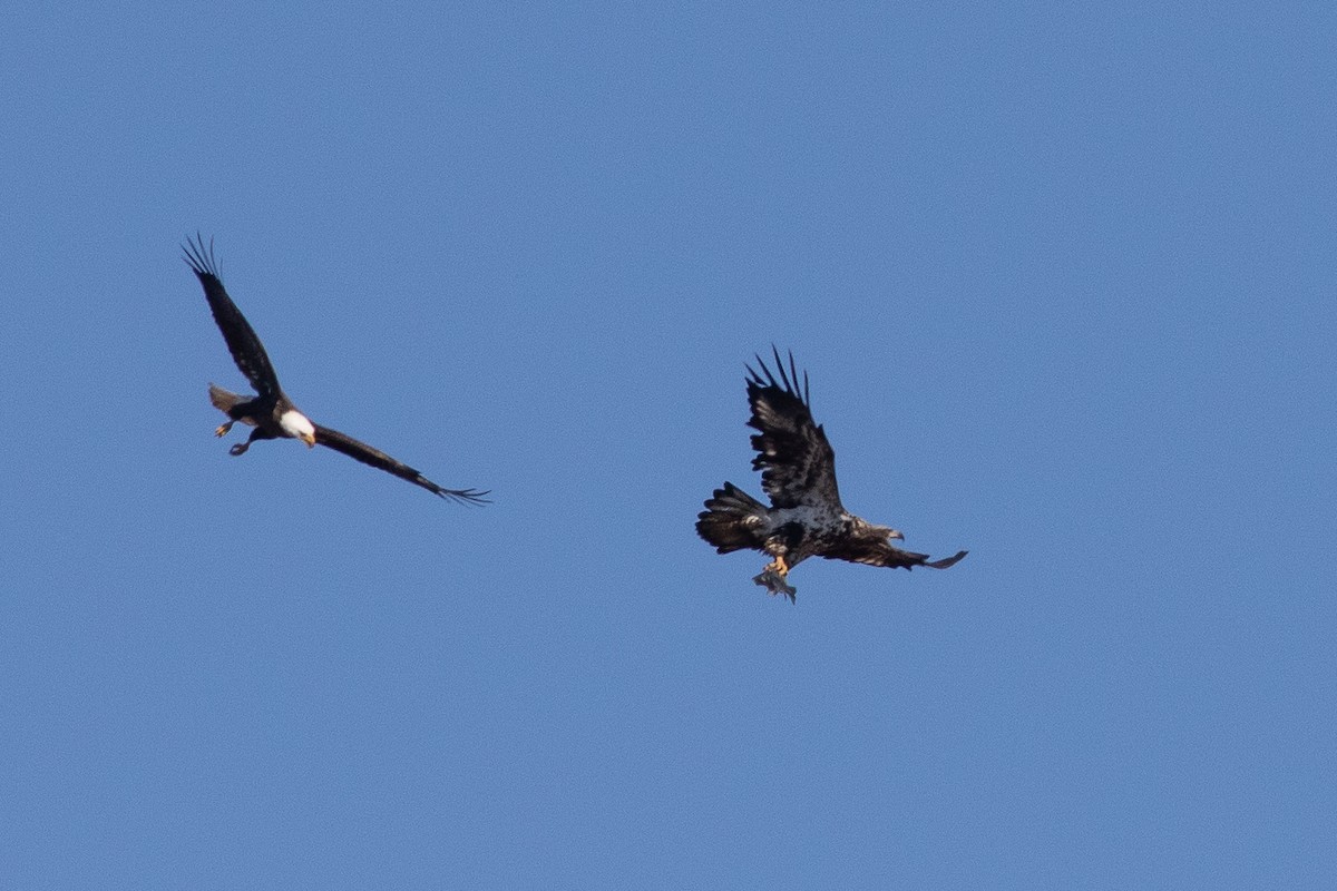 Weißkopf-Seeadler - ML427384781