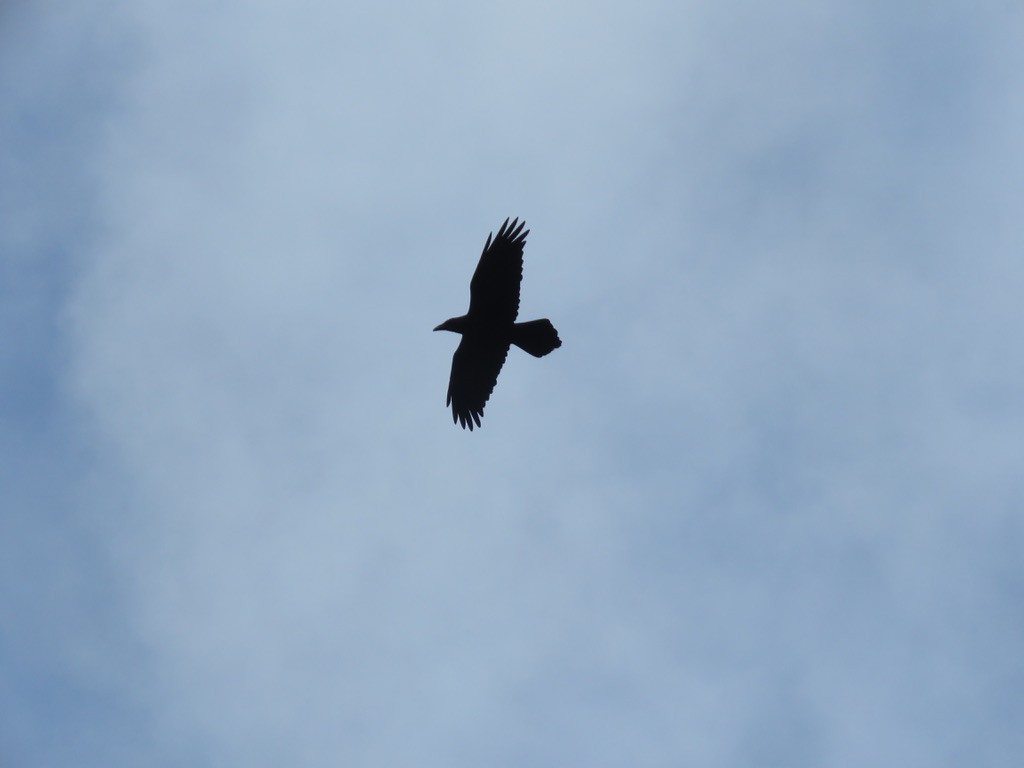 Common Raven - ML427384881