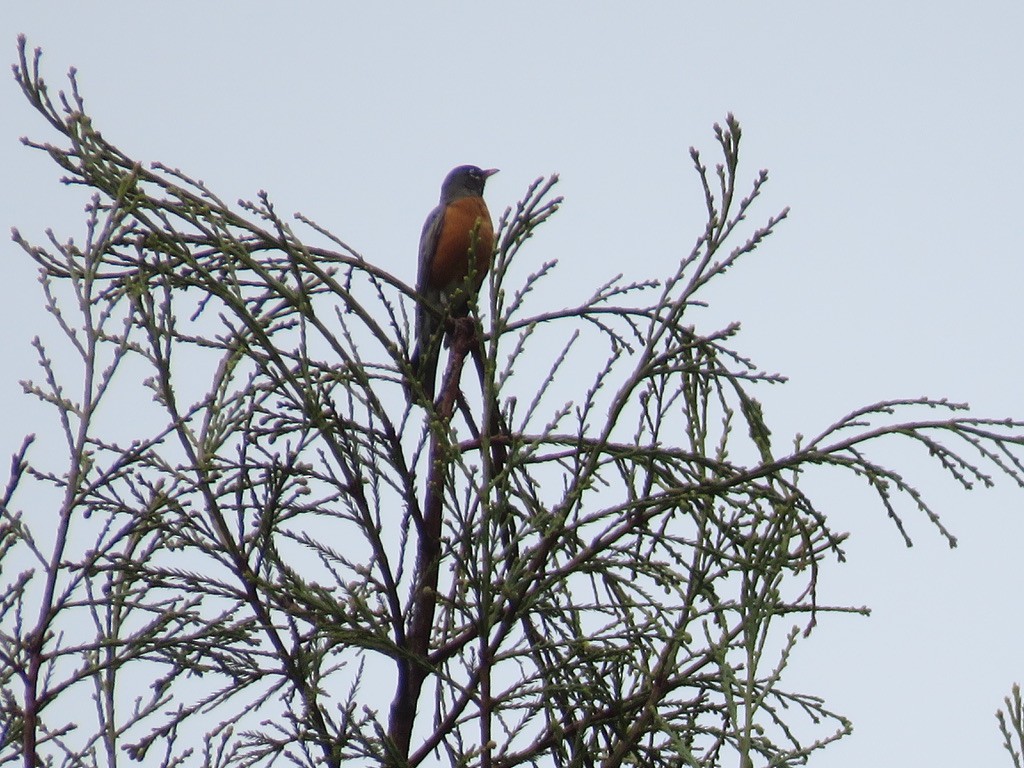 American Robin - ML427384951