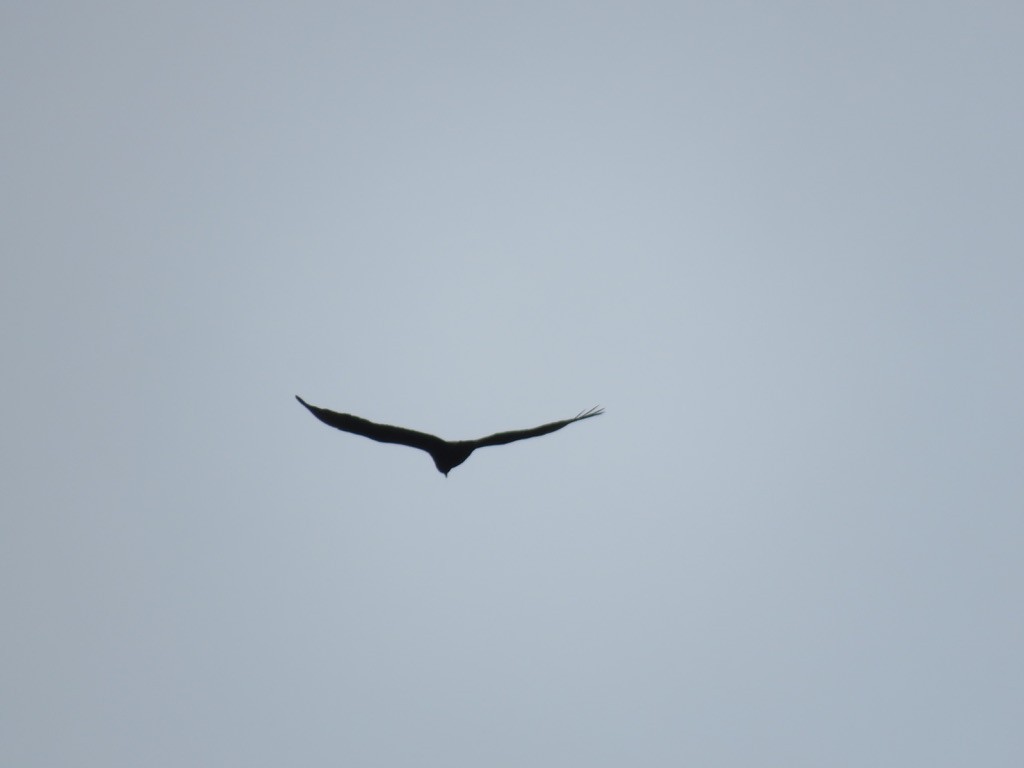Turkey Vulture - ML427385031