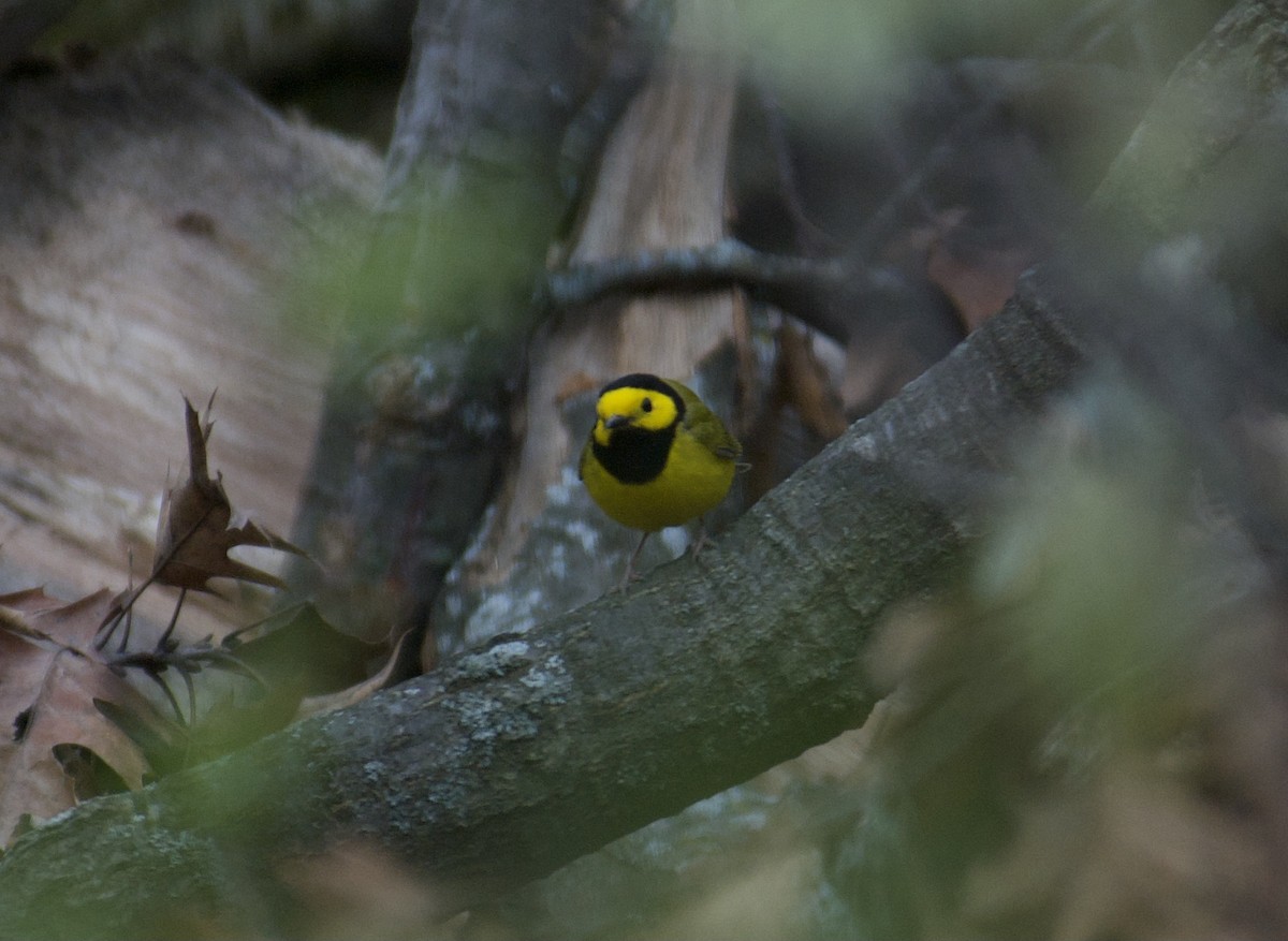 Hooded Warbler - ML427385261