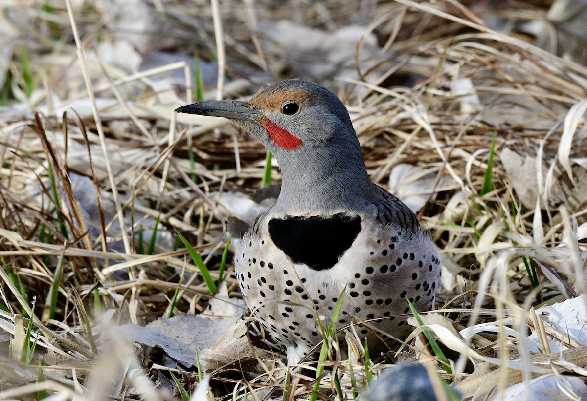 Northern Flicker (Red-shafted) - ML427386271