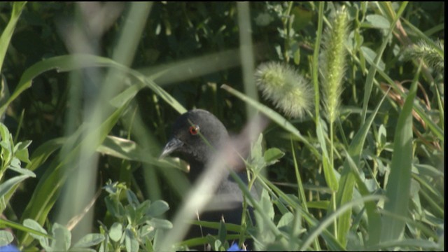 Râle noir - ML427387