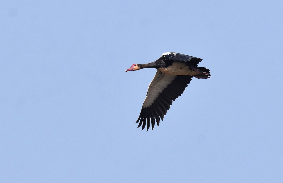 Spur-winged Goose - ML427387051