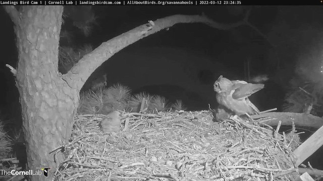 Great Horned Owl - ML427387421