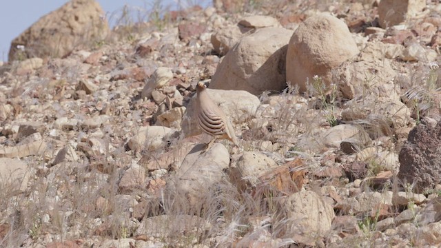 Sand Partridge - ML427387901