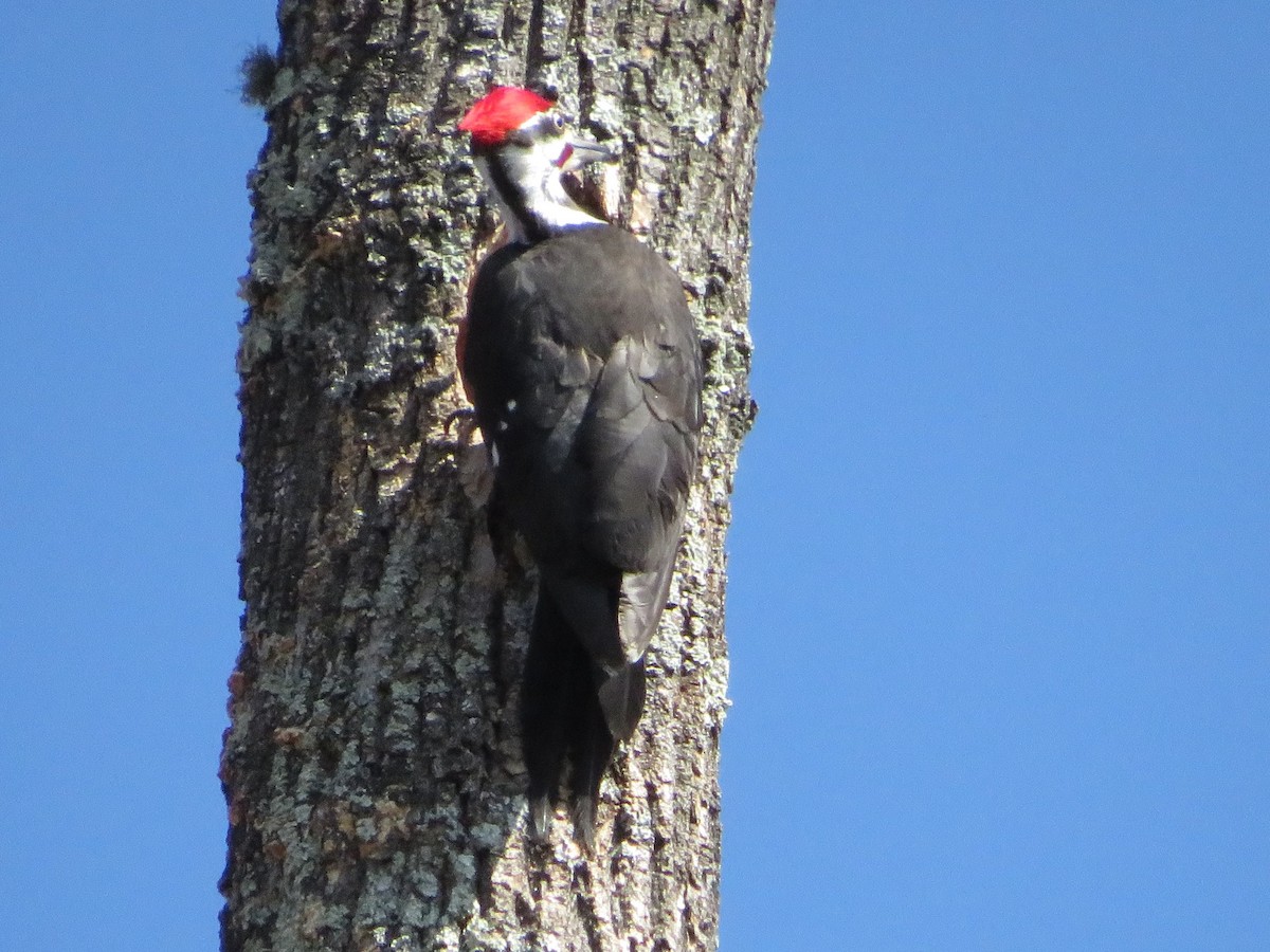 Pileated Woodpecker - Kevin Prescott