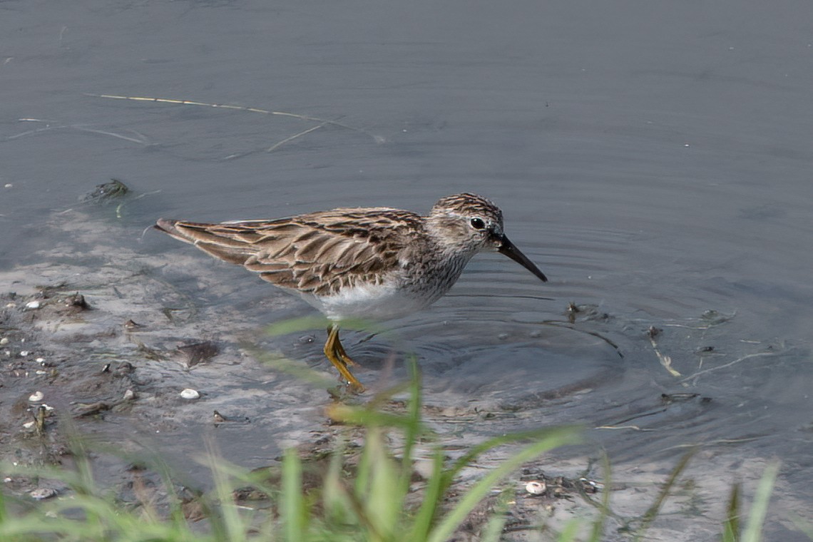 Wiesenstrandläufer - ML427388601