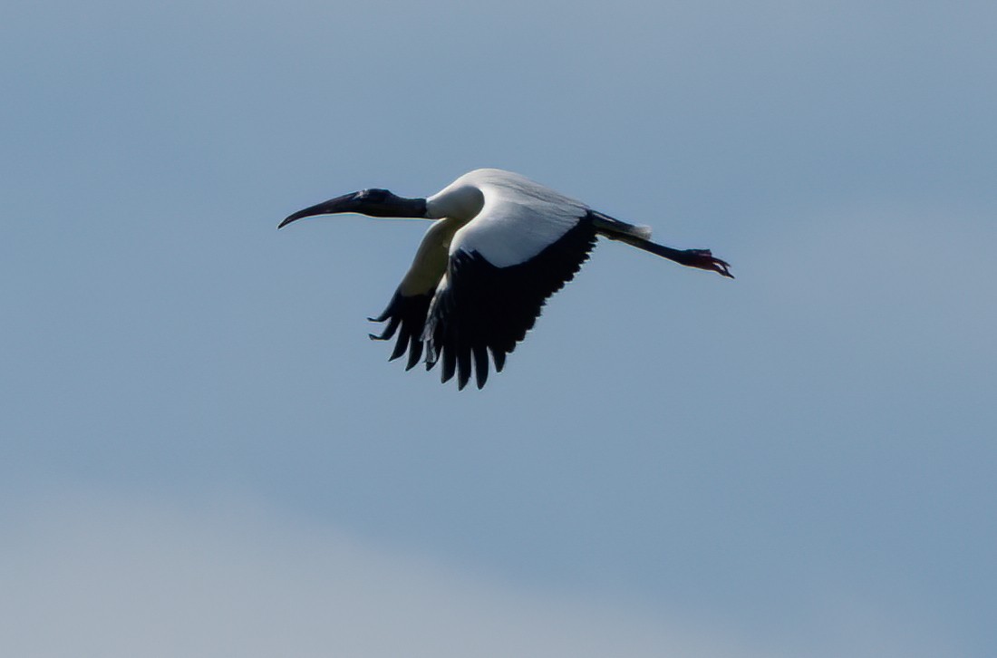 Wood Stork - ML427388771