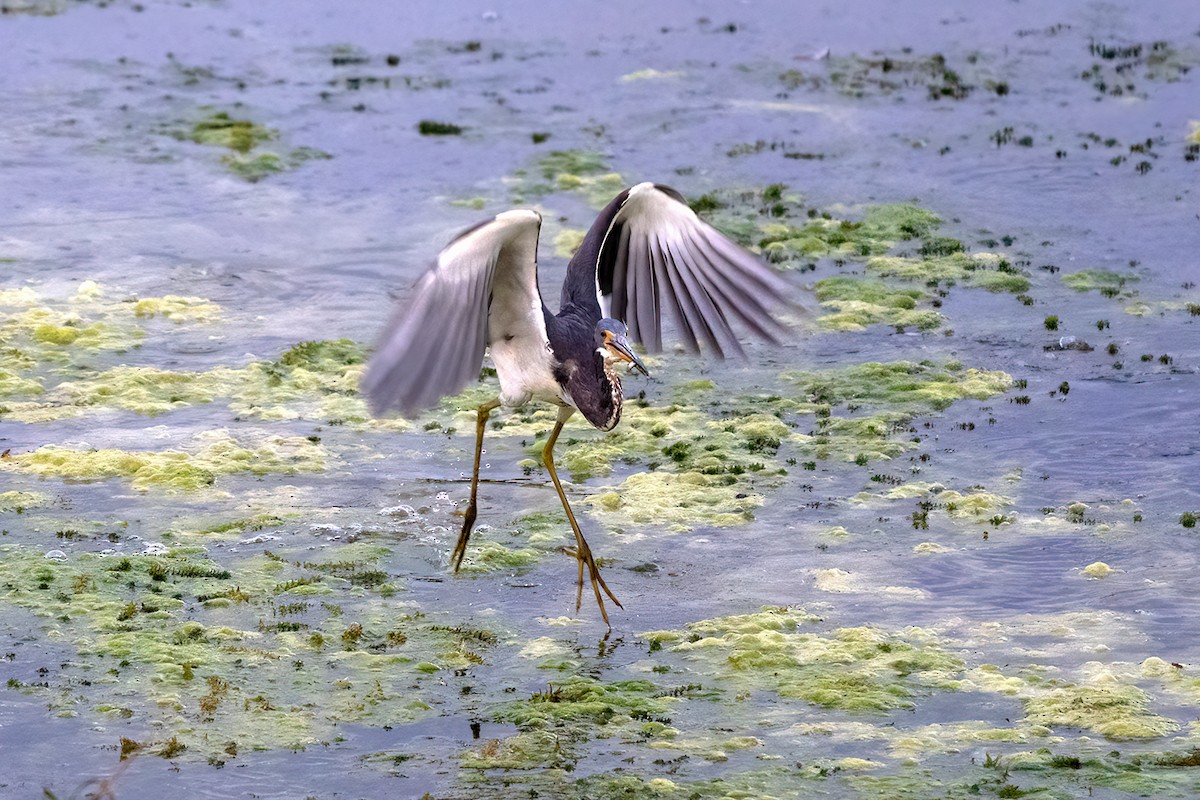 Tricolored Heron - ML427388831