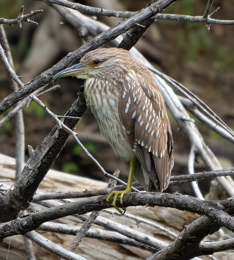 Black-crowned Night Heron - ML427388941