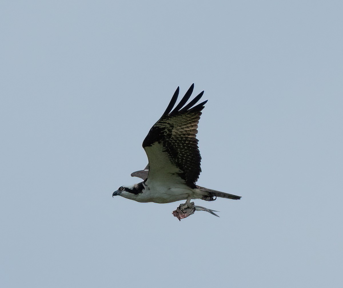 Osprey - ML427389091