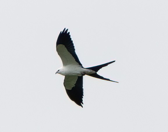 Swallow-tailed Kite - ML427389161