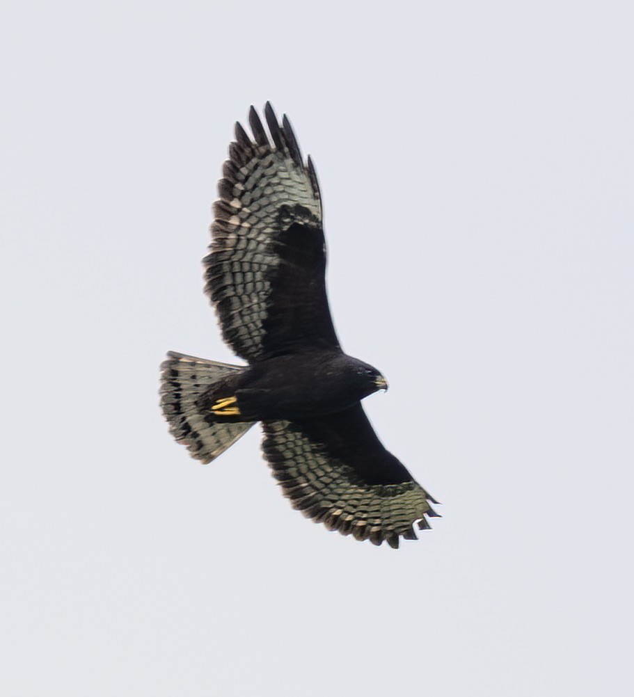 Short-tailed Hawk - ML427389281