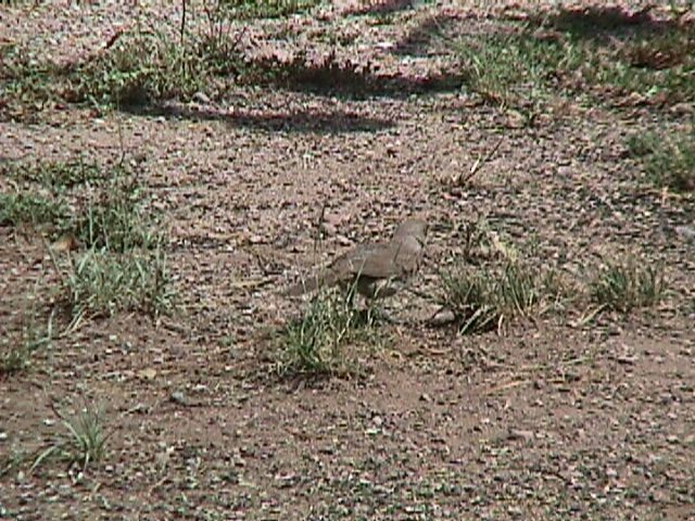 Curve-billed Thrasher - ML42738951