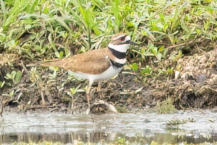 Killdeer - ML427389551