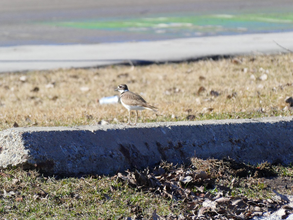 Killdeer - ML427390161
