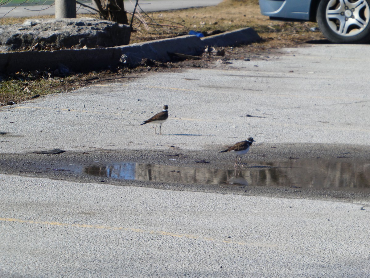Killdeer - ML427390411