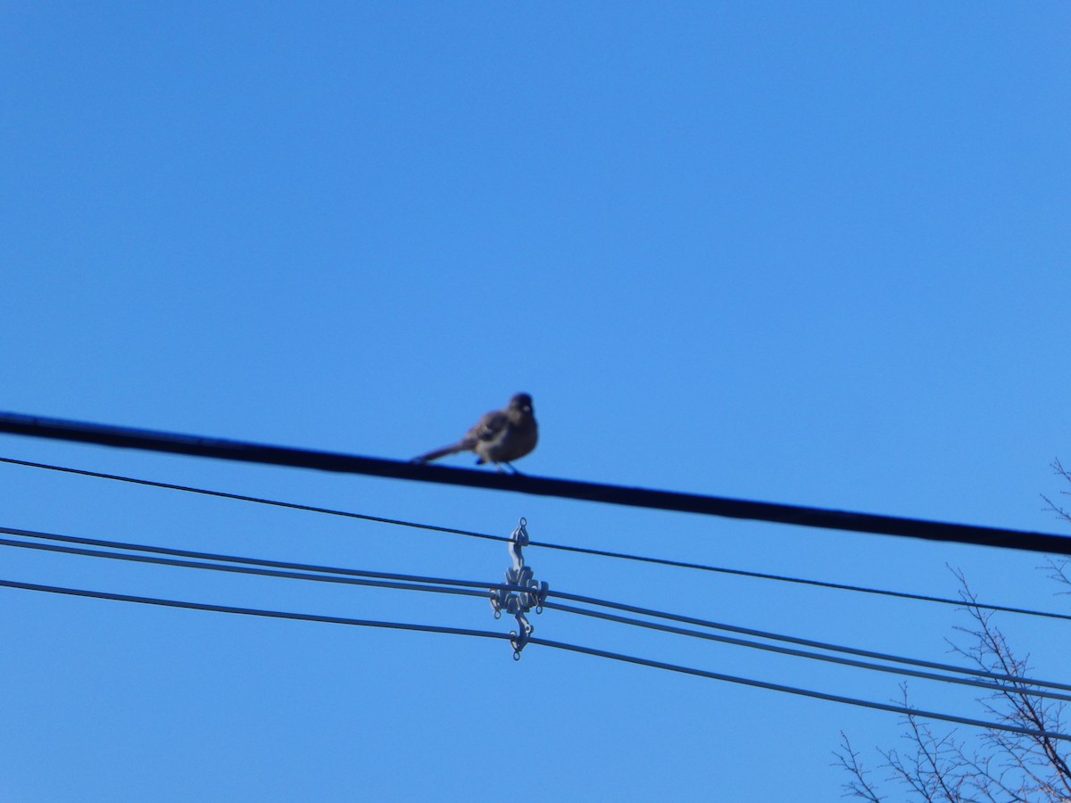 Northern Mockingbird - ML427390911
