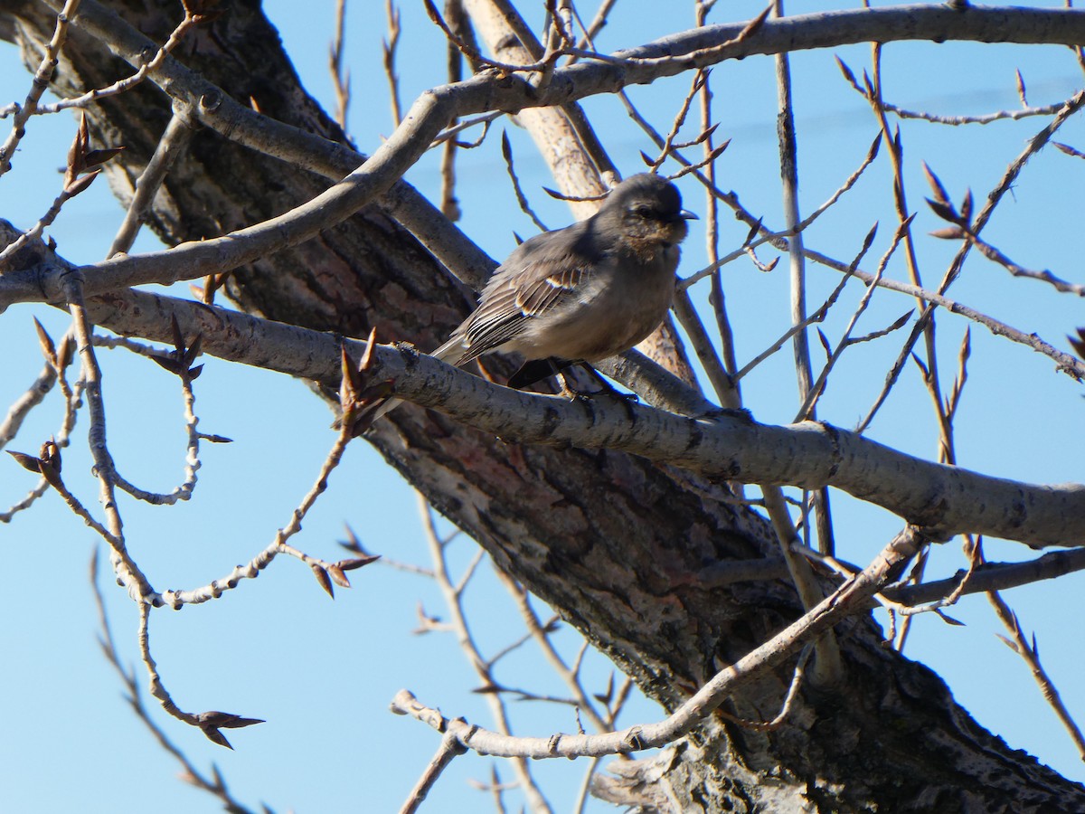 Northern Mockingbird - ML427390931